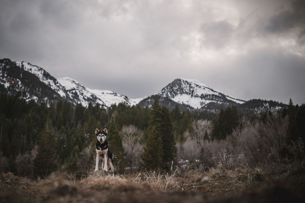 Husky with mountains in the background in Utah