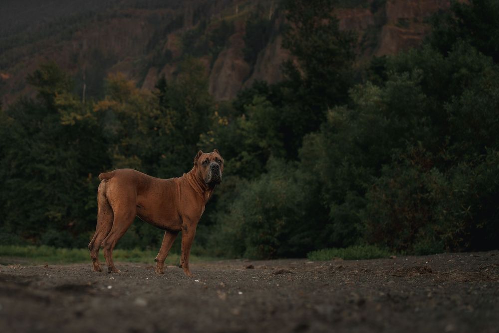 Cane Corso in Oregon
