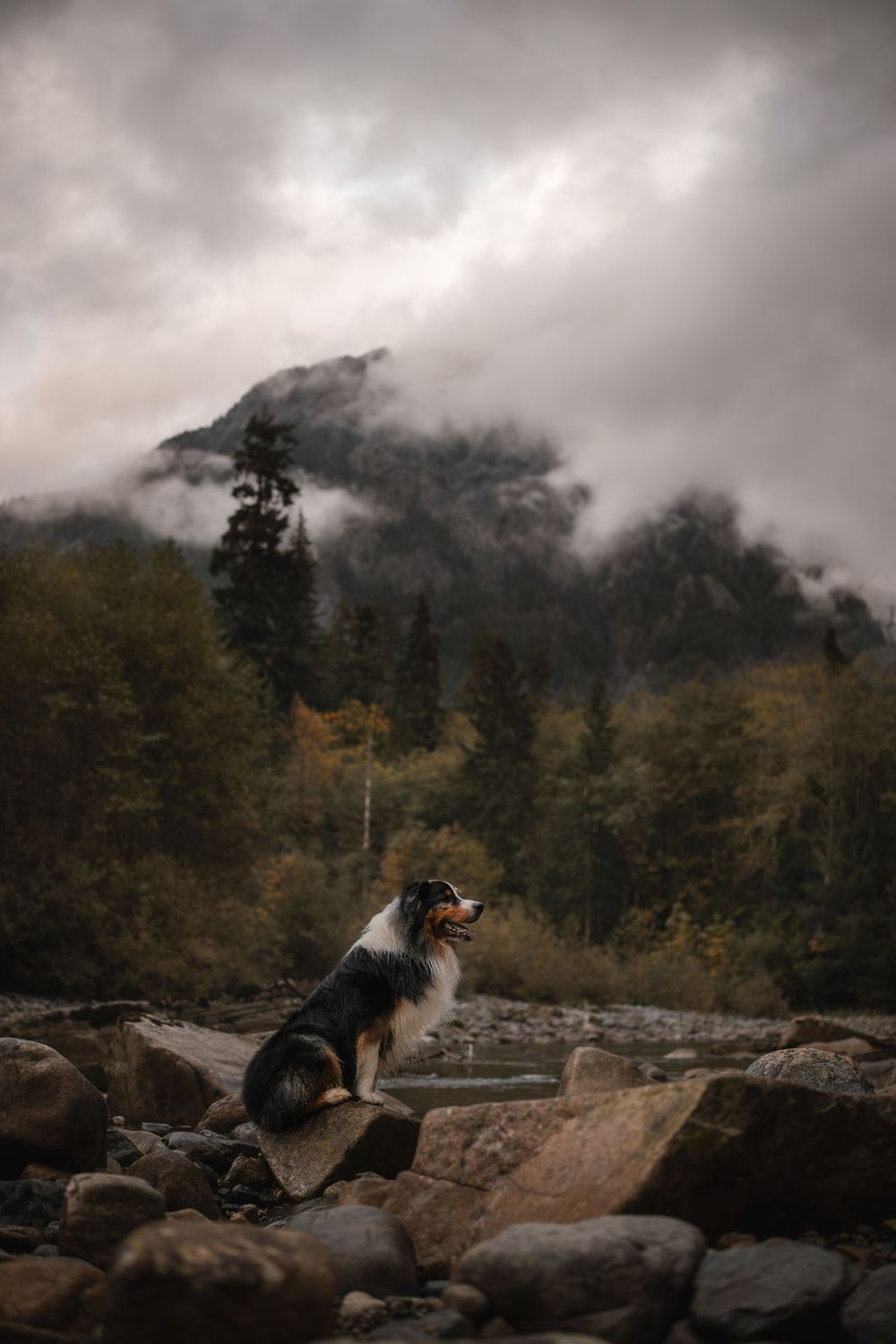 Australian Shepherd at the river on a moody day