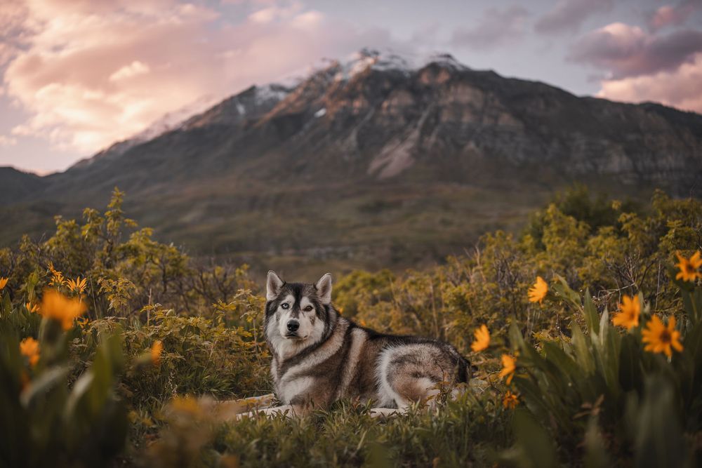 Husky with spring flowers and mountains in the background in Utah