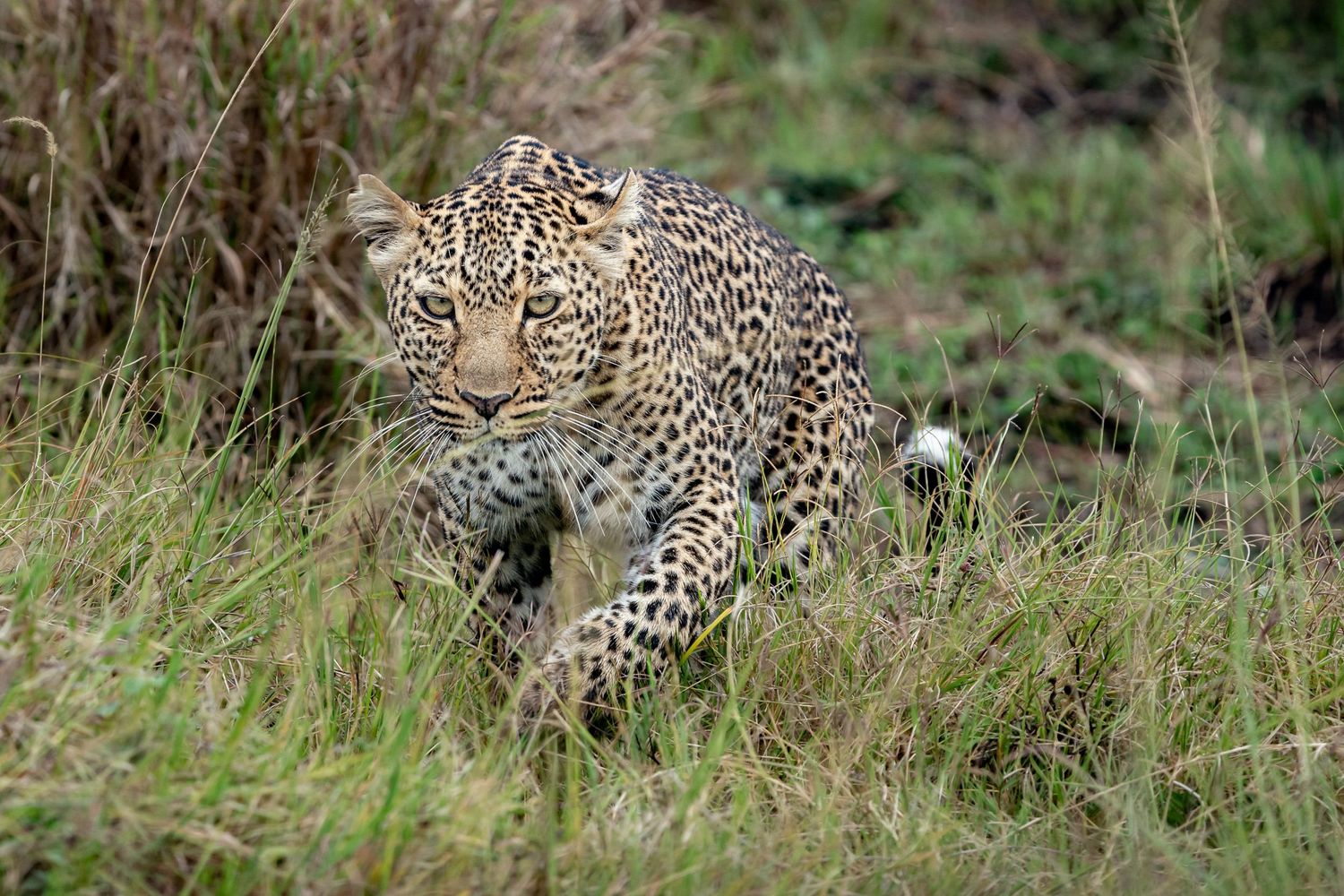 Alert leopard prowling through tall grass in natural savanna habitat.