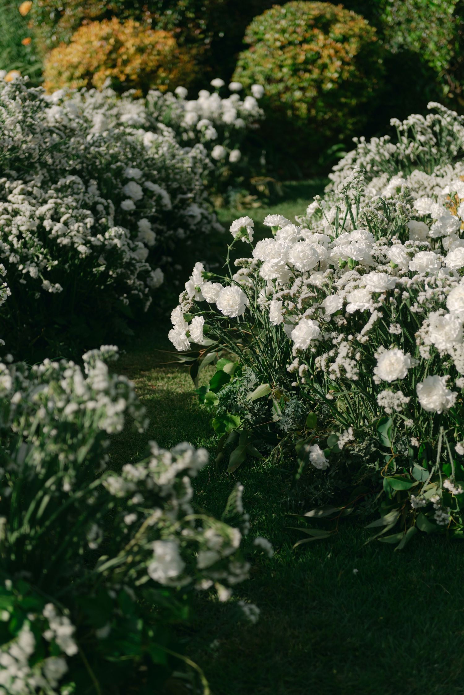 White flowering shrubs and bushes blooming in a lush garden with golden foliage in the background.