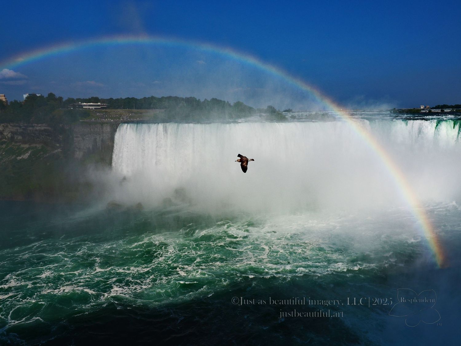 Resplendent photo of Niagra Falls with rainbow and bird.