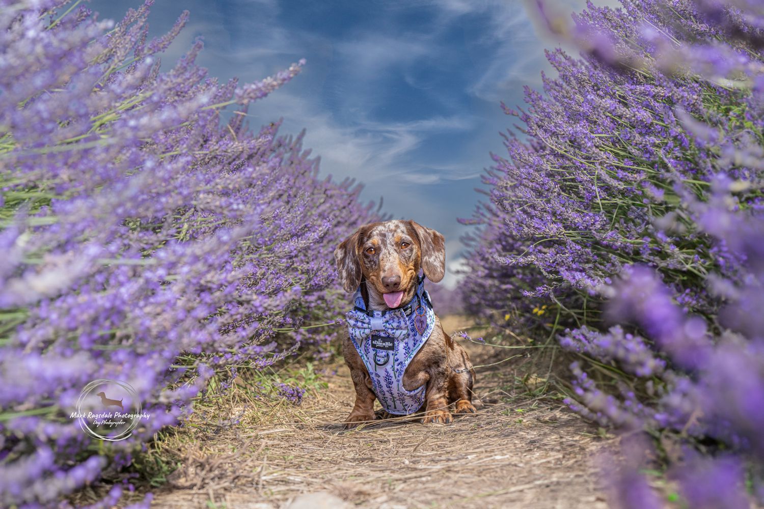 Dachshund wearing blue bandana sitting on path between blooming lavender flowers.