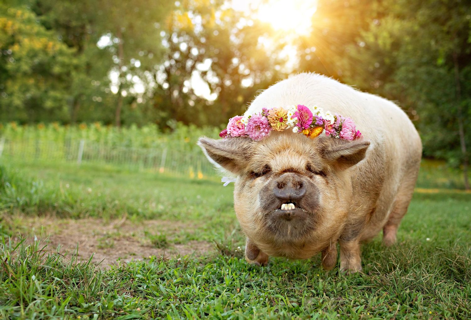 Pig in flower crown at First Roots Flower Farm in Oconomowoc, Wisconsin.