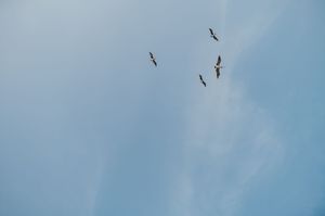 Silhouettes of birds flying against a bright blue sky with wispy white clouds. Tulum
Tulum Elopement photographer