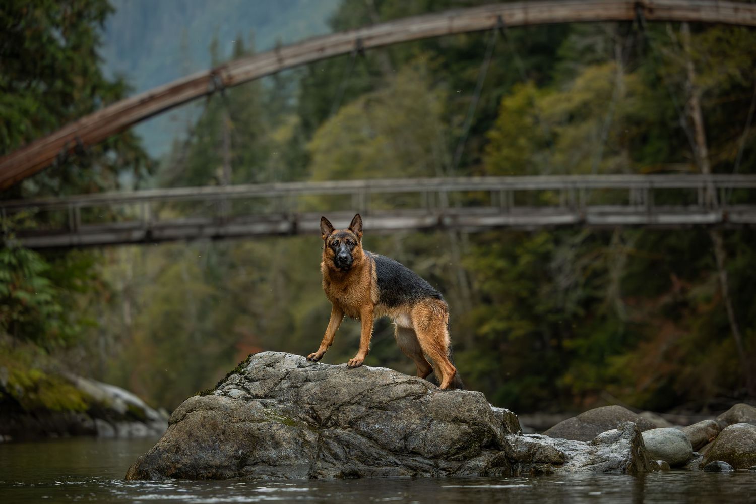 Outdoor dog portrait at Middle Fork Snoqualmie