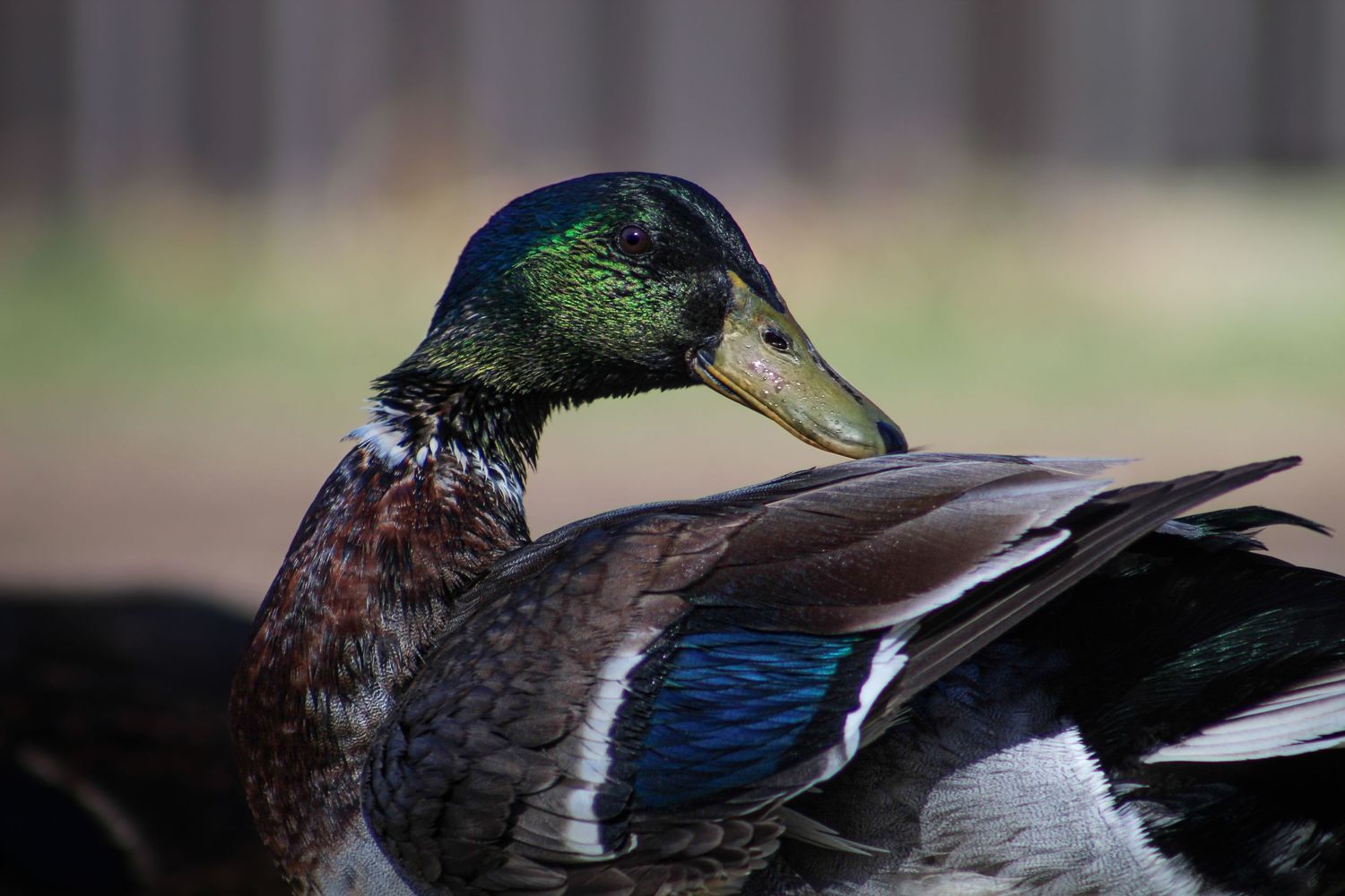 Close-up of a colorful mallard duck with iridescent green head and blue wing feathers.