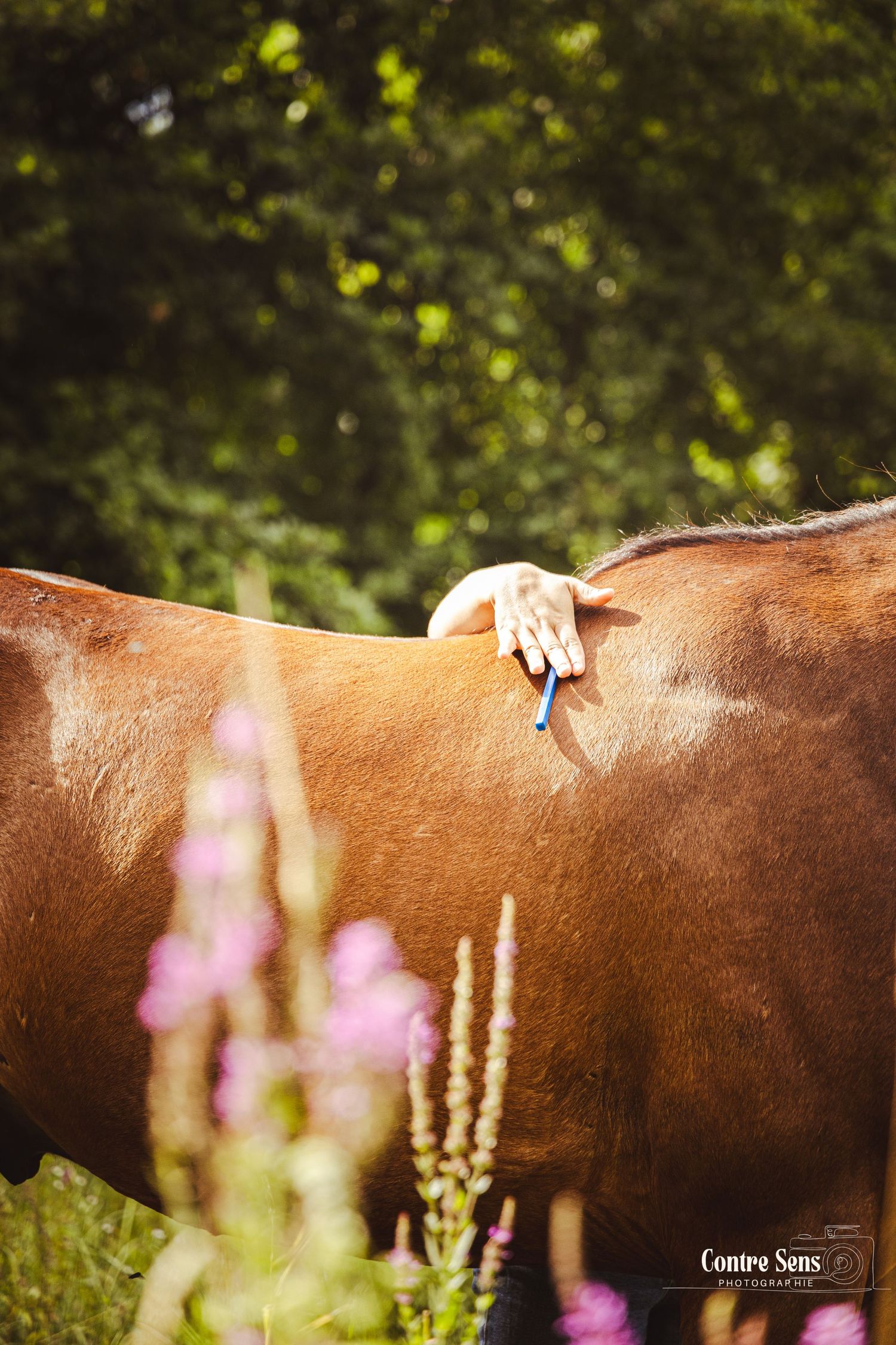 Séance photo saddle fitter