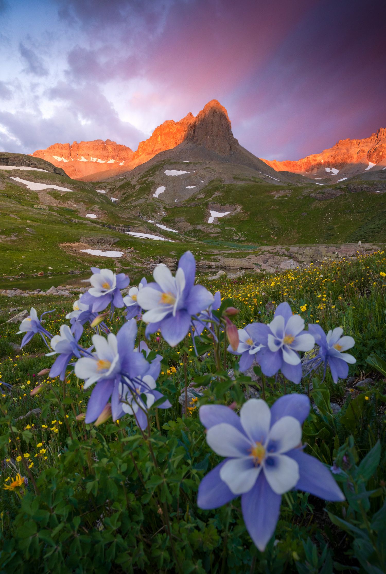 Beautiful Colorado Columbine wildflowers bloom beneath a dramatic sunset at San Juan Mountains with peaks glowing orange.