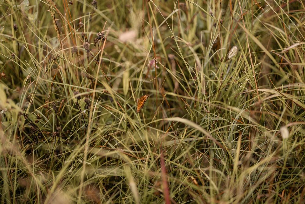 Close up detail of brown and green grass stalks growing wildly in a natural meadow setting.