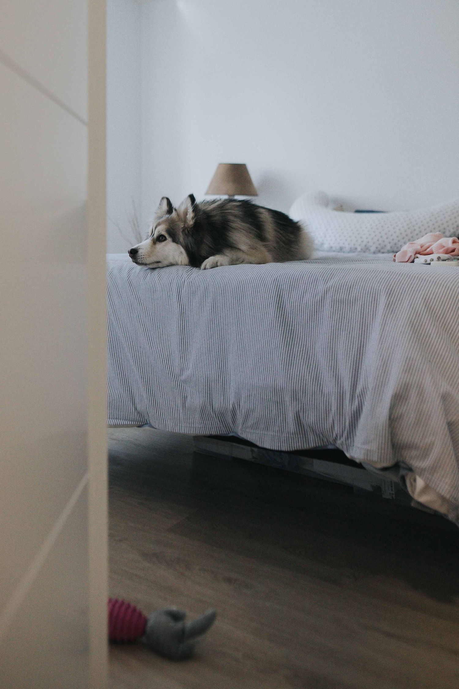 fotografia de familia con perros, los mejores amigos. Mascota en la cama mirando la mama y bebé