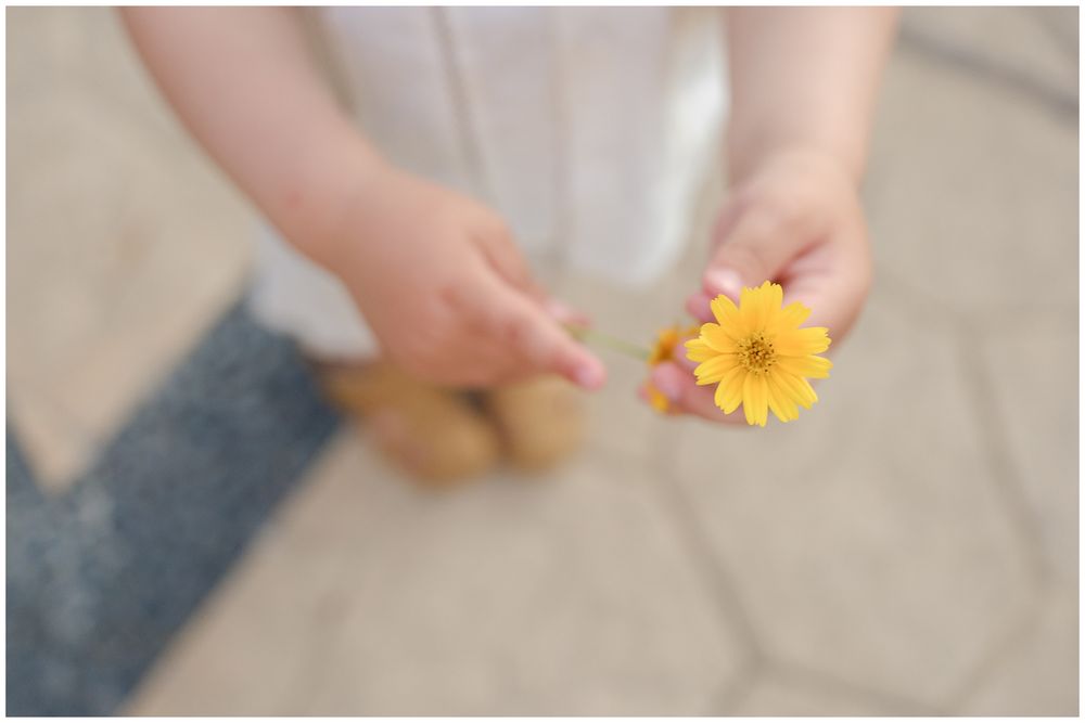 Hands delicately holding a vibrant yellow gerbera daisy flower against a soft, blurred background.