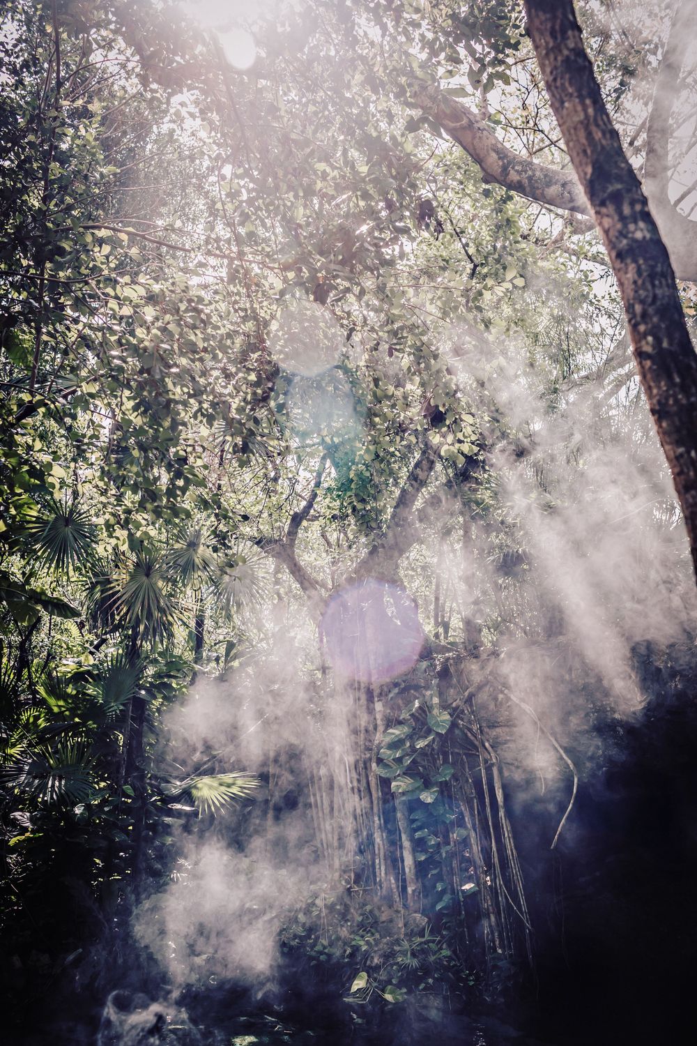Sunlight streams through a misty forest with rays piercing through the treetops creating an ethereal atmosphere.