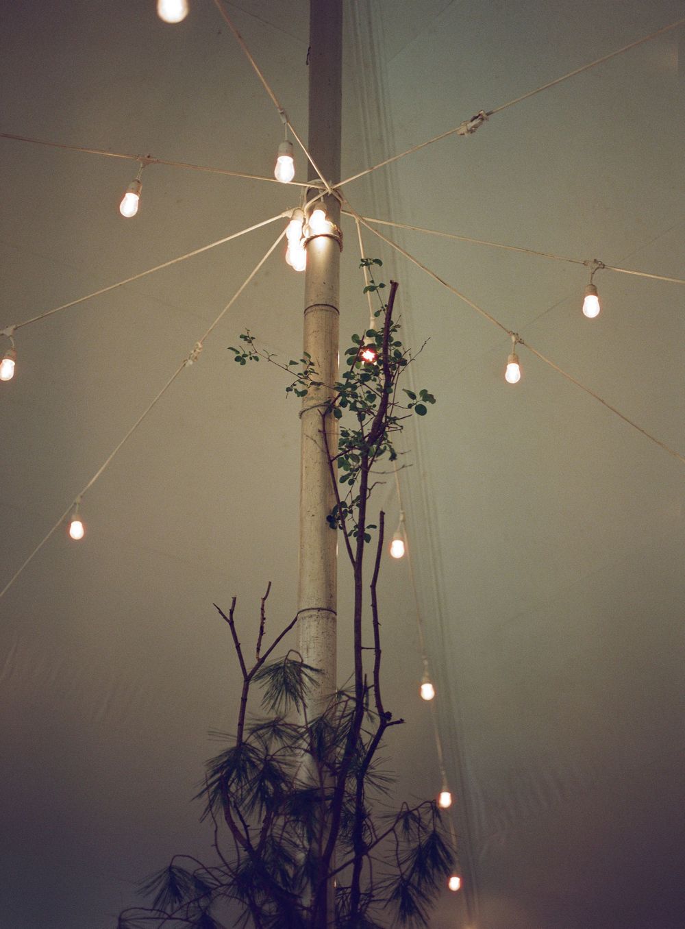 String lights creating a magical atmosphere with delicate branches and soft lighting.