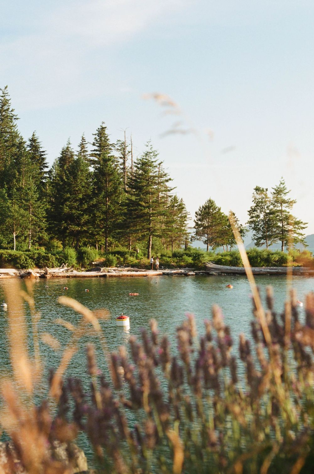 Tranquil lake view with evergreen trees along shoreline and purple wildflowers in foreground.