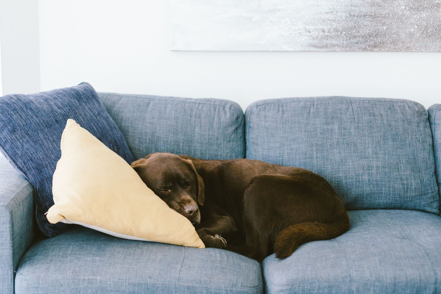 Brown dog sleeping peacefully on a gray couch with a cream colored pillow.