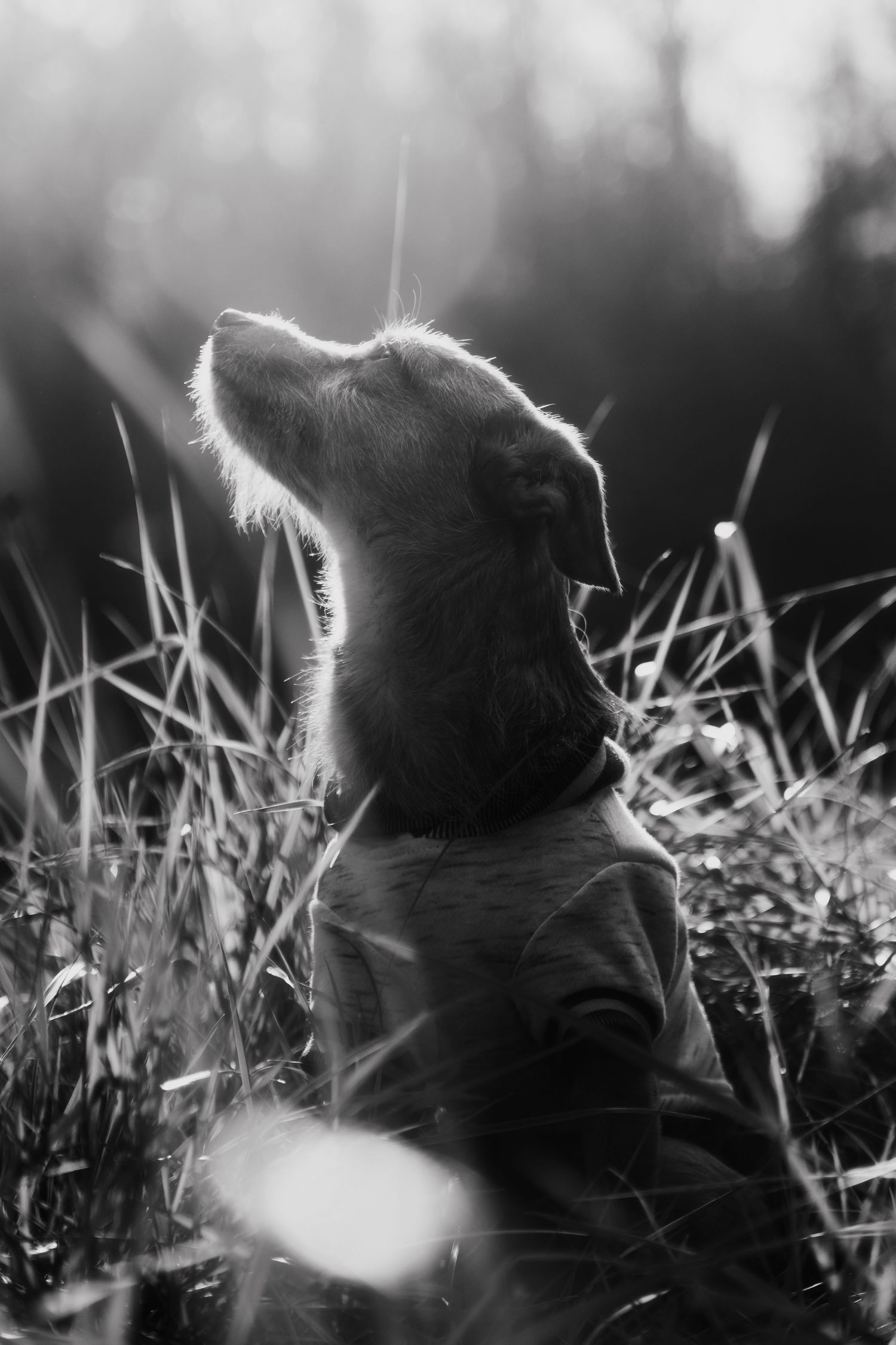 small dog photo