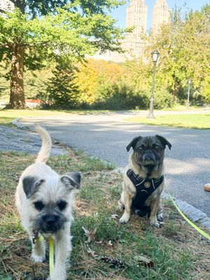 Two small dogs, a light-colored terrier mix and a dark pug mix, playing together on a grassy path on a sunny autumn day.