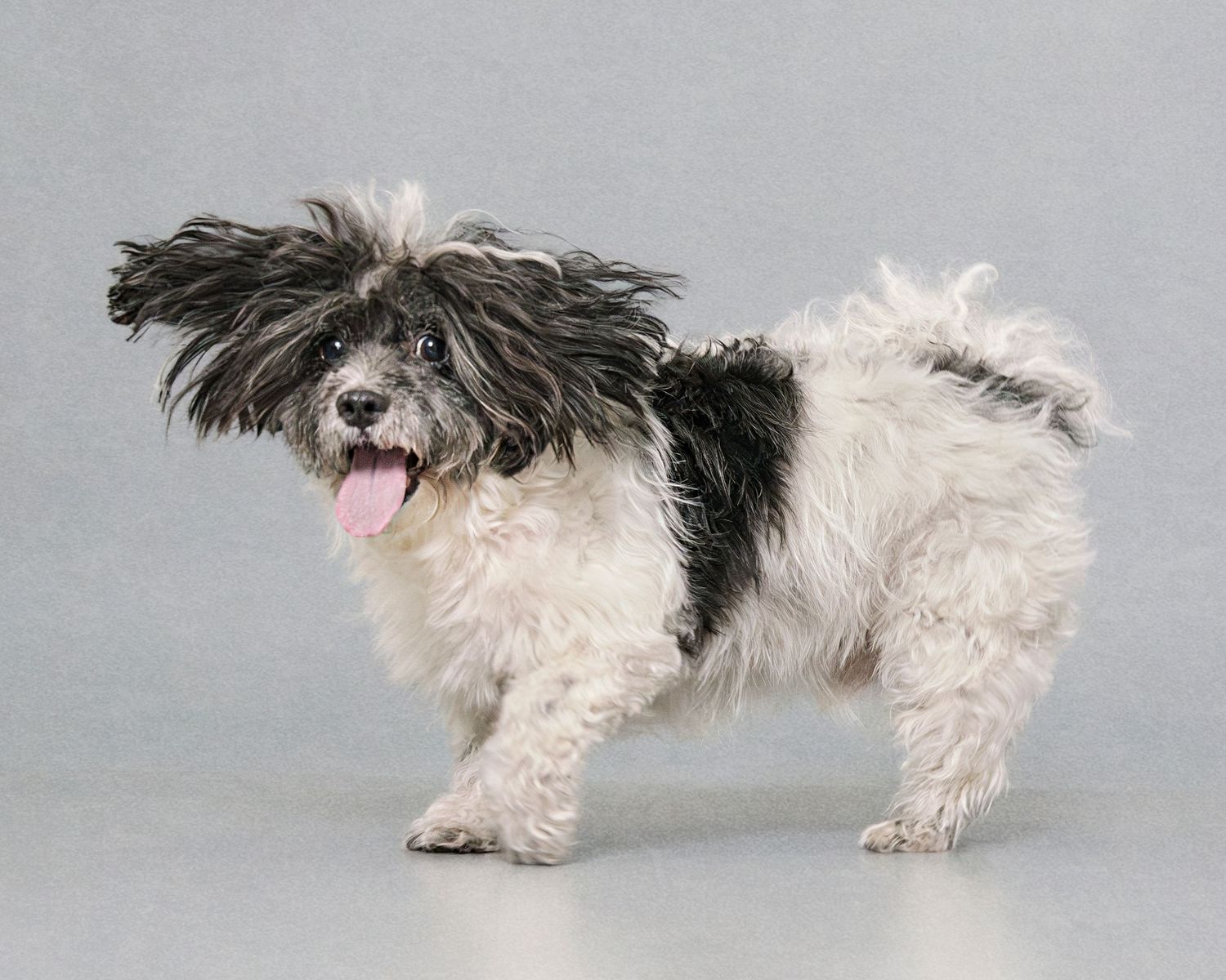 photo session pet dog fun