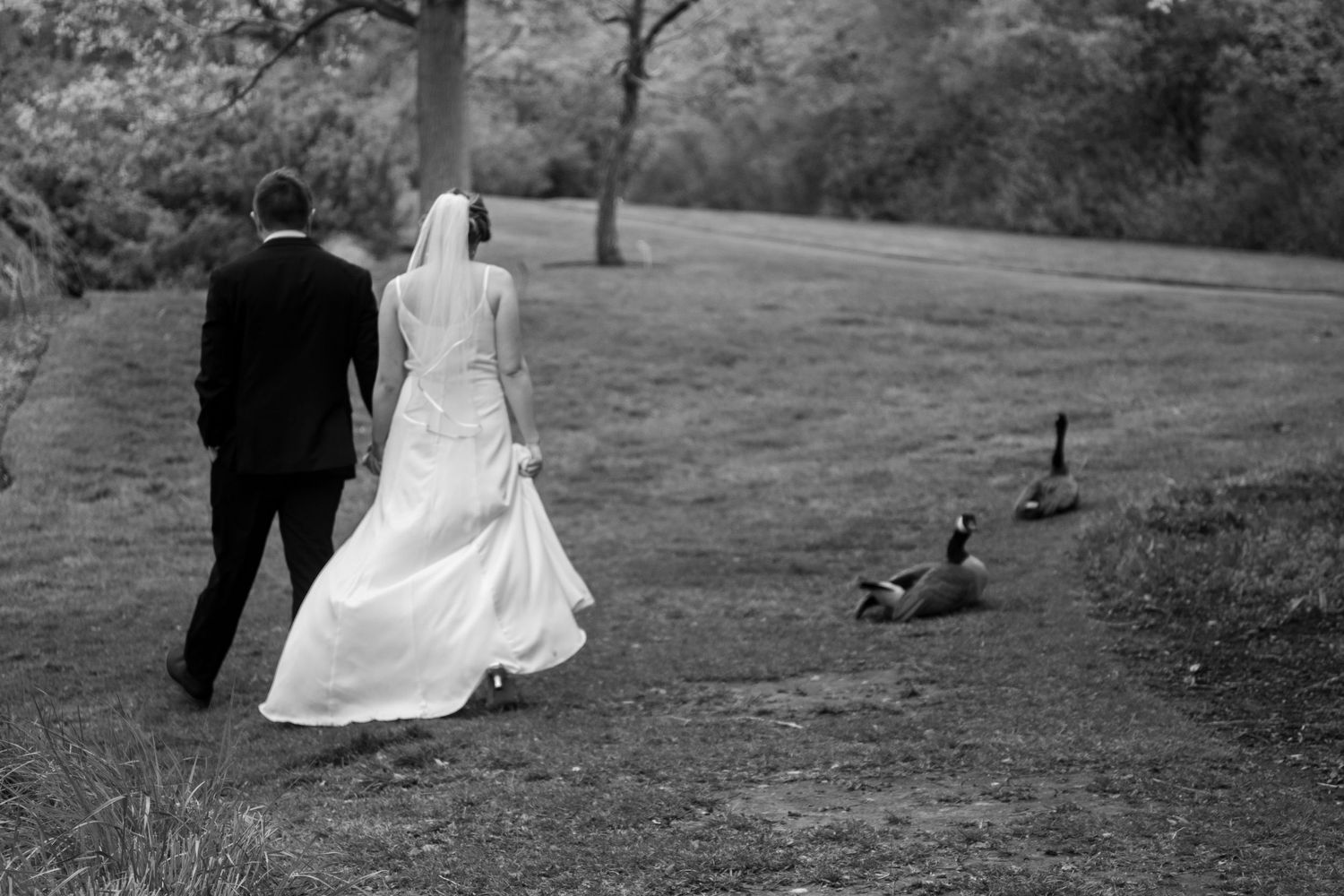Bride and groom walks hand in hand on wedding day away from camera, past a couple of geese in Salt Lake City.