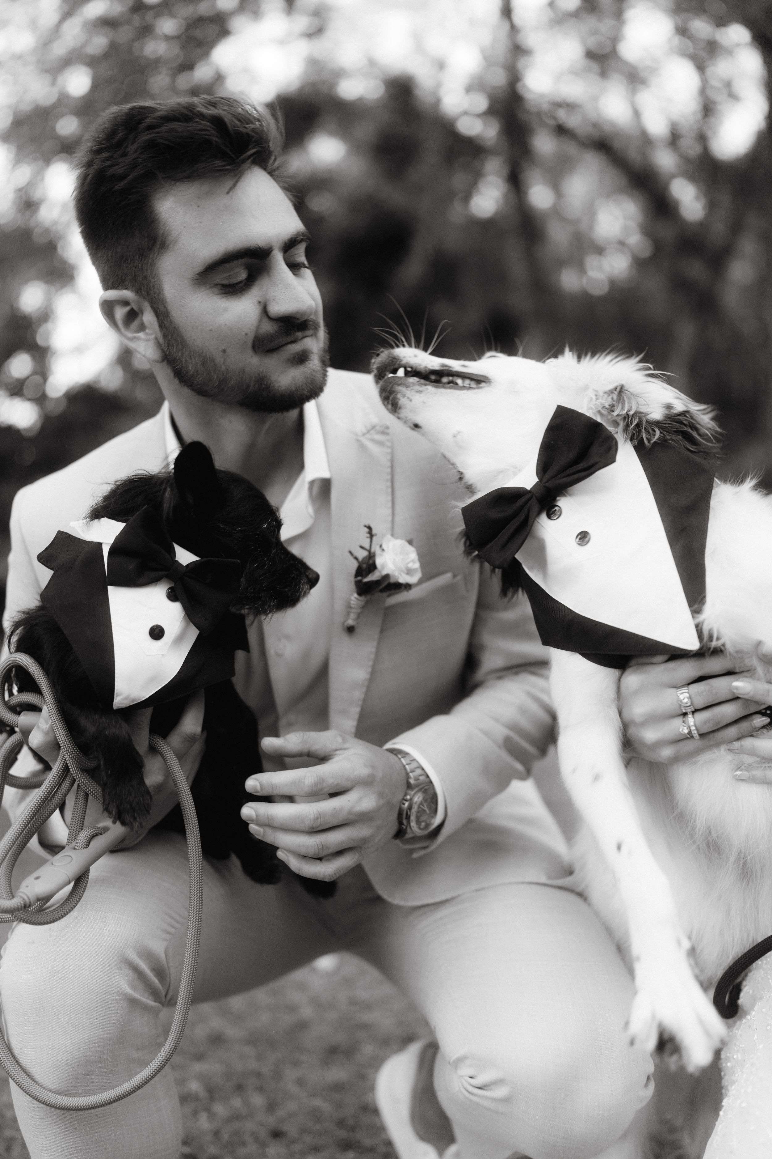 Two dogs dressed in formal tuxedo outfits pose with their bow ties.