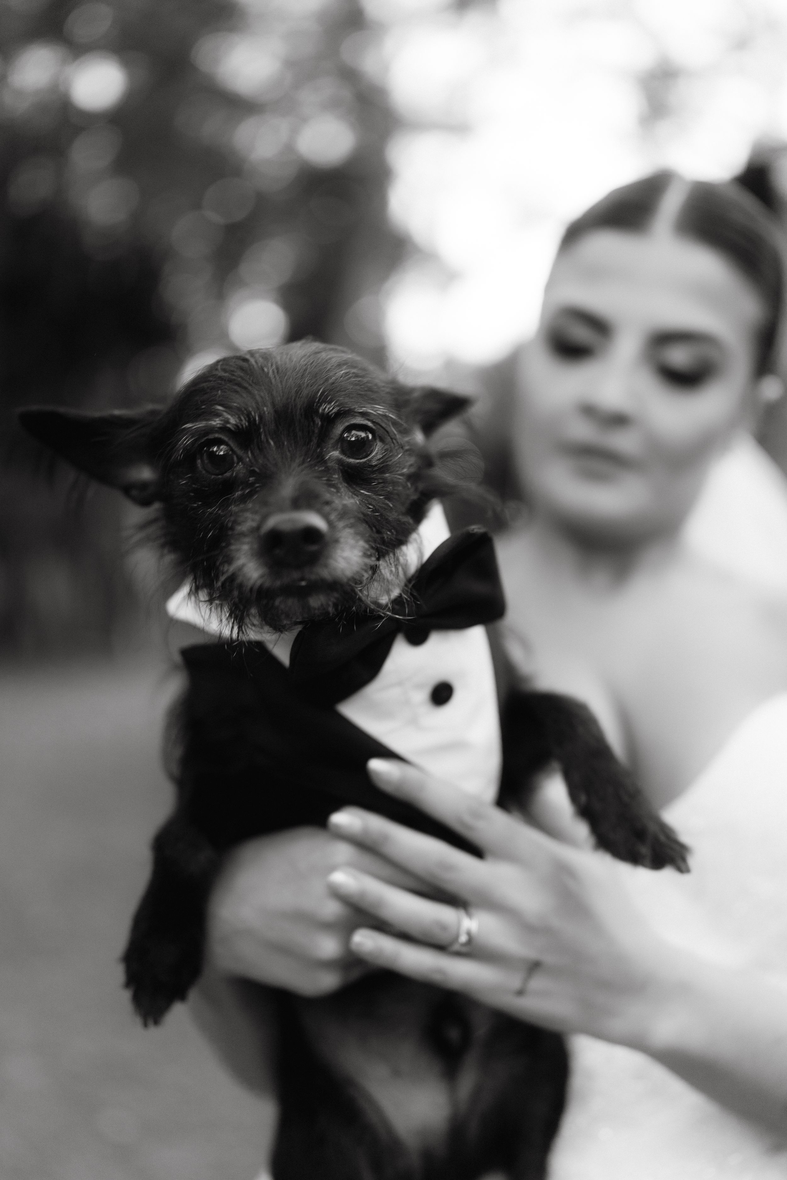 A small black dog wearing a tuxedo bowtie outfit held in wedding photos.