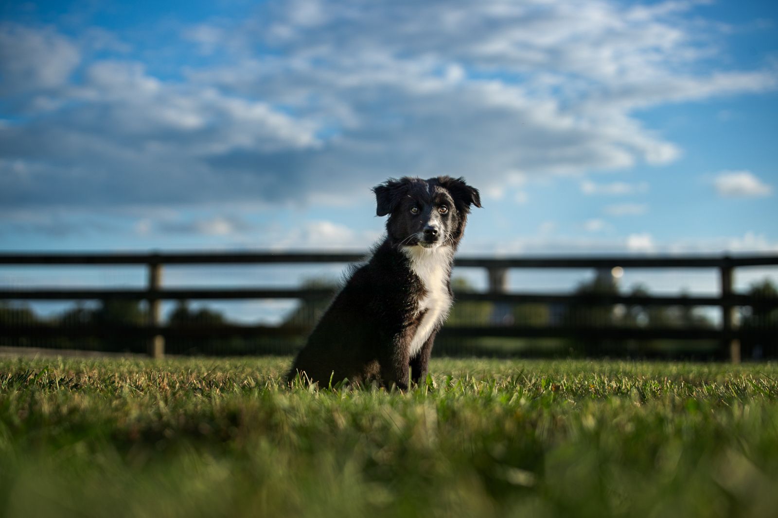 Miniature American Shepherd puppy sitting in a field with a blue sky