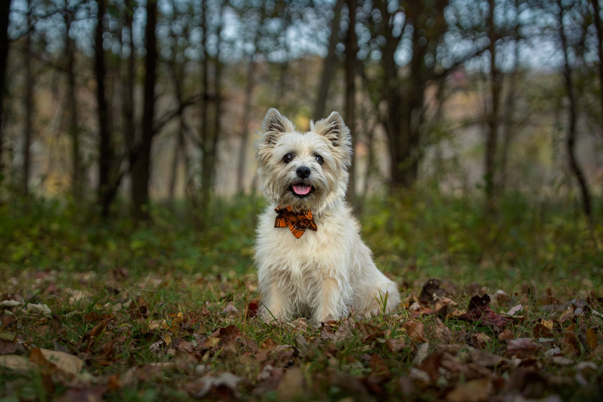 Cairn Terrier standing in a grassy field with trees in the background