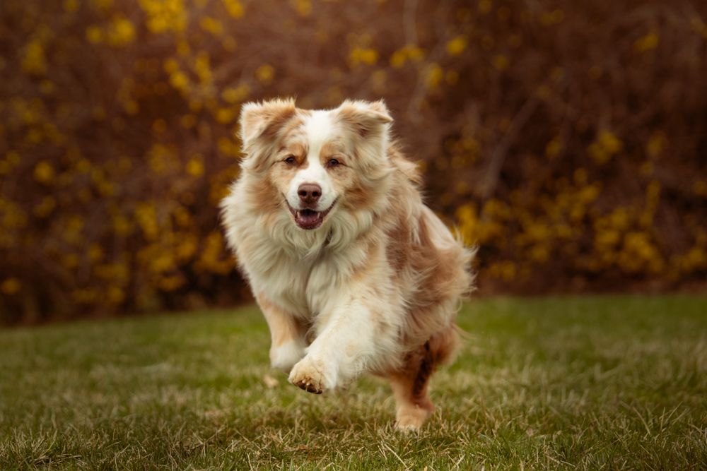 Red merle Australian Shepherd in an action shot running towards the camera