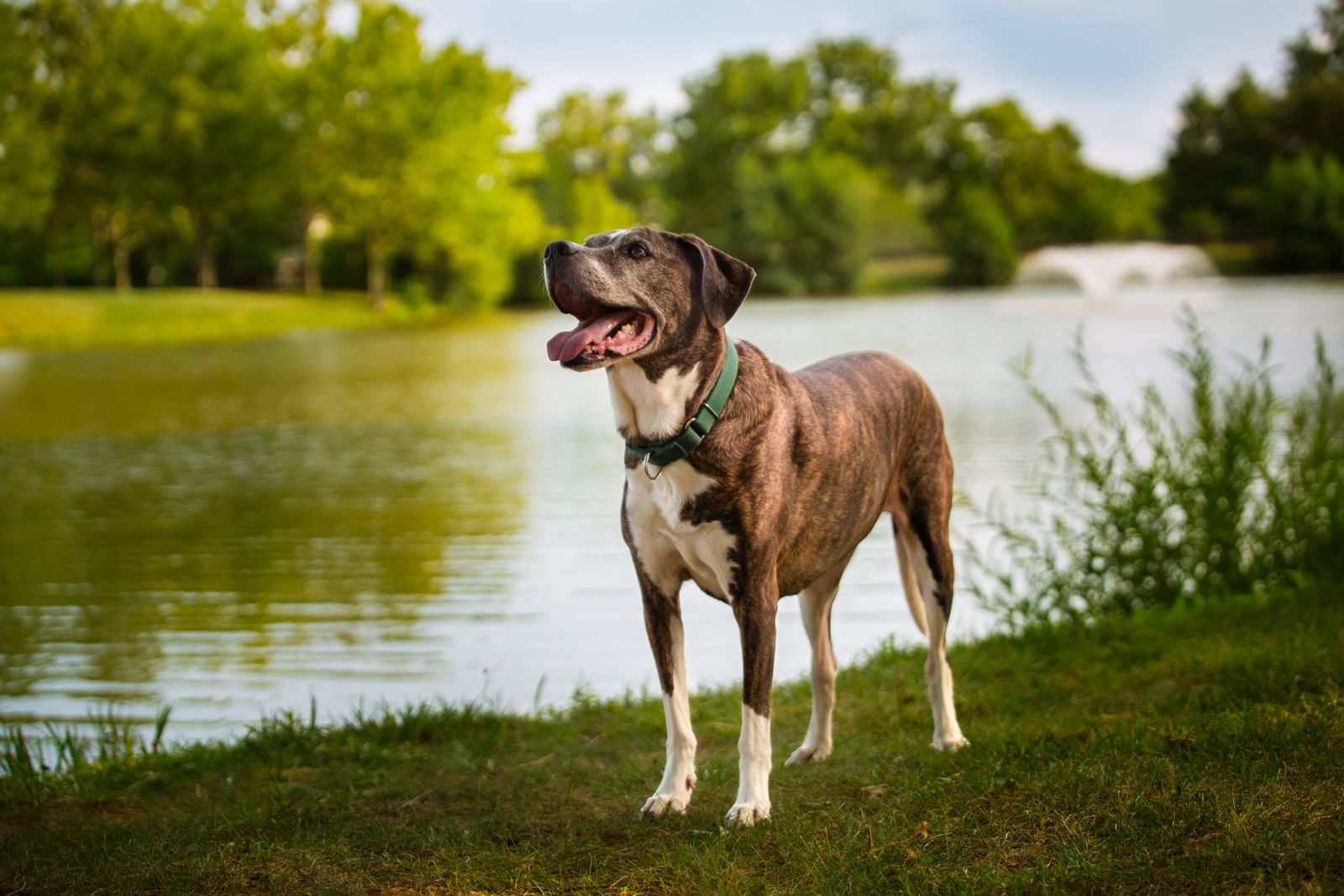Brindle hound pitbull mix standing in front of a pond in Middletown Park