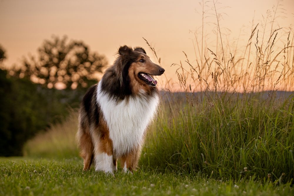 Rough Collie standing in a field at sunset