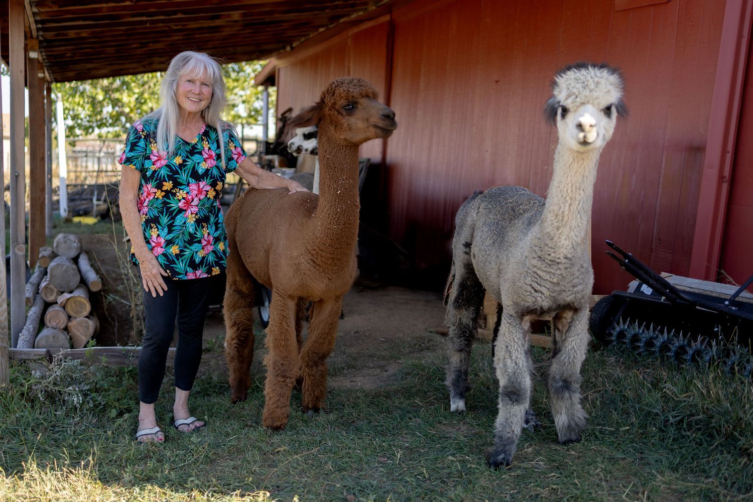 Two alpacas stand with a person under a covered shelter at a farm on a sunny day.