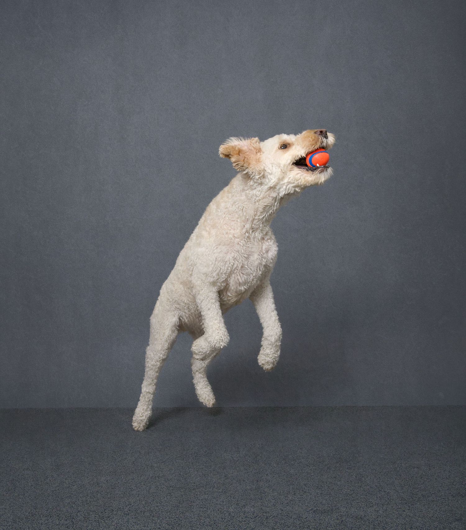 Professional Pet Photographer in Toronto action photo