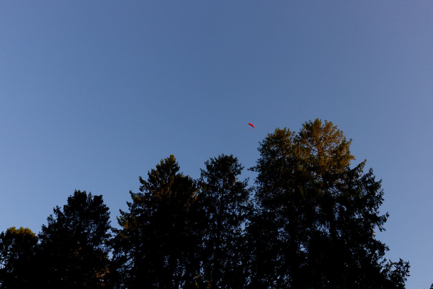 A panoramic view of a snow-covered mountain landscape with evergreen trees silhouetted against a blue winter sky.