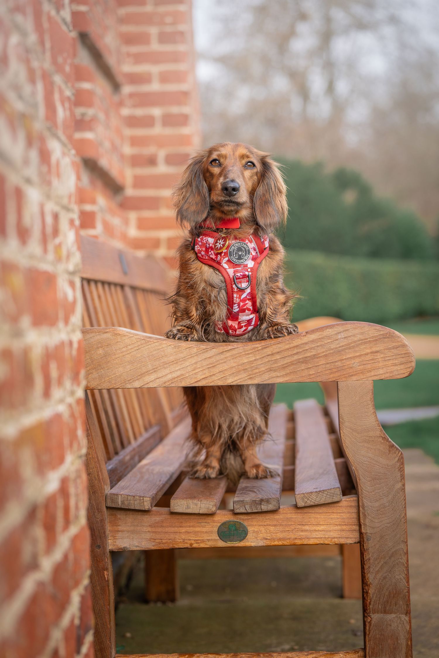 A dachshund wearing a red bandana sits on a rustic wooden bench against a brick wall.