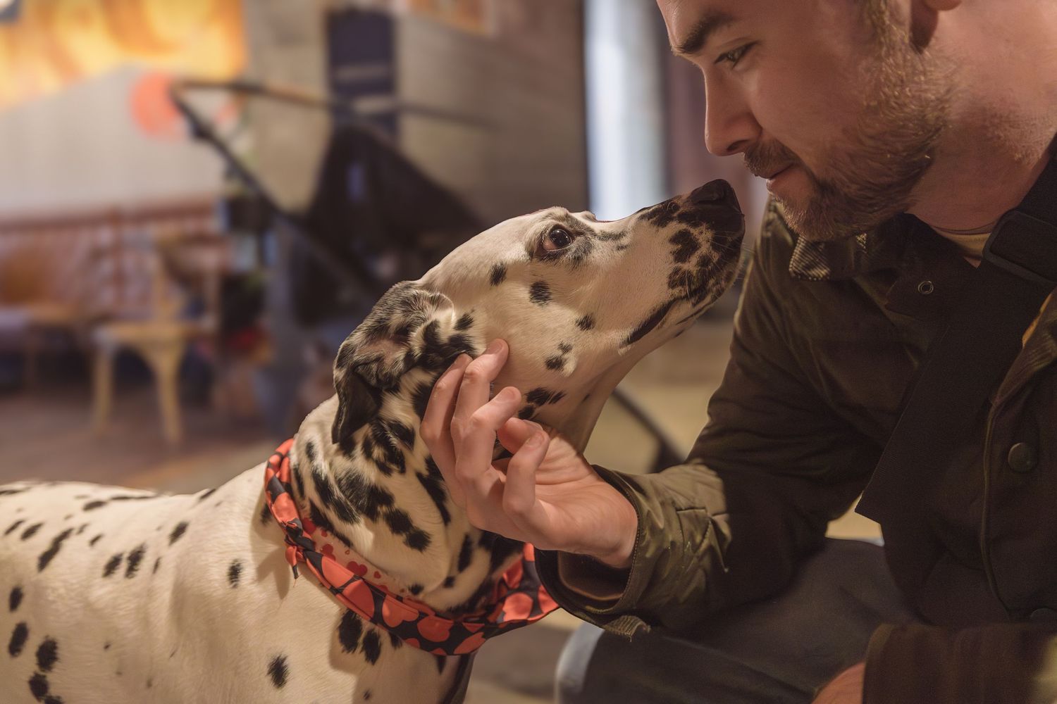 Dalmatian
