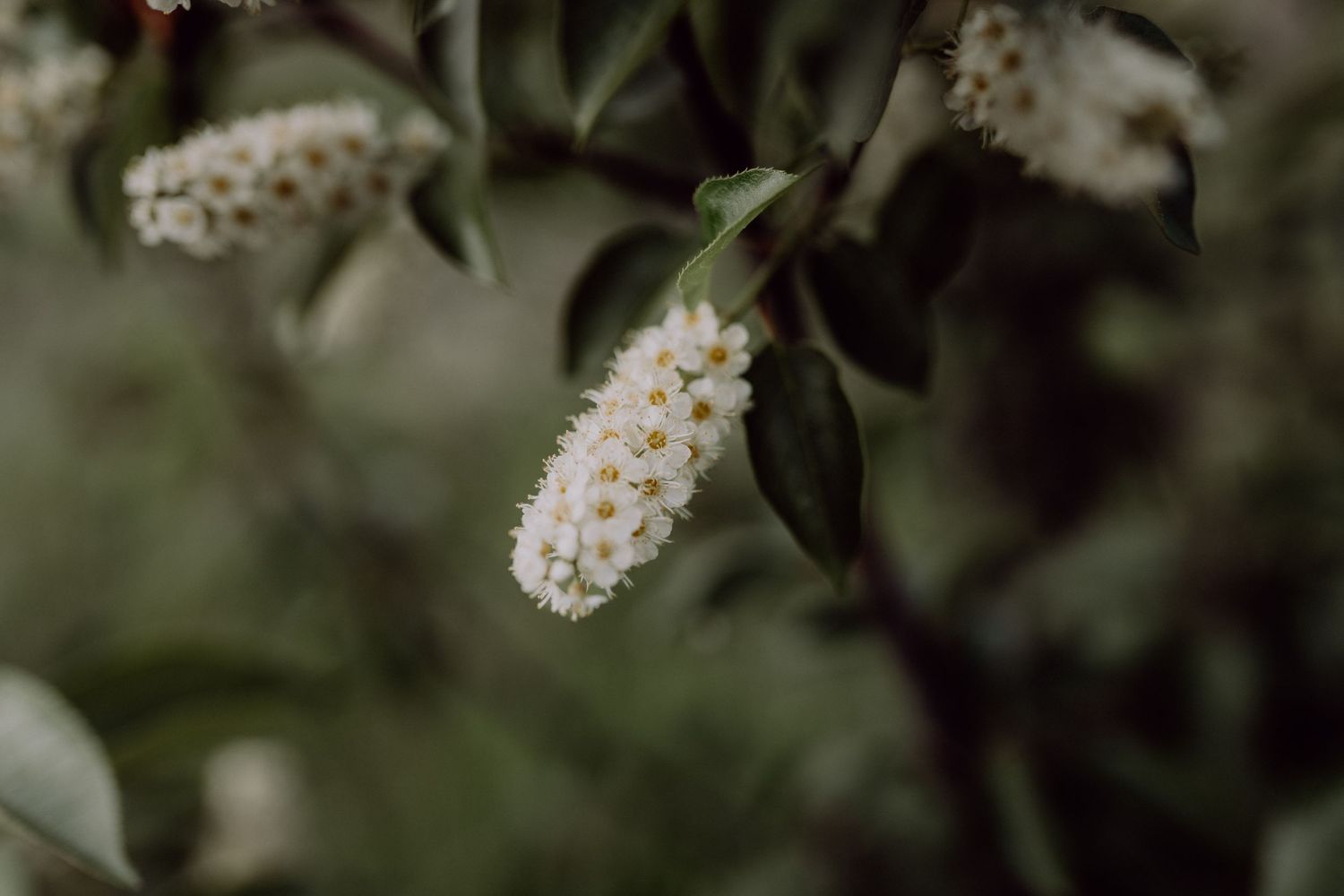 Small white flowers bloom in clusters along dark green branches against a blurred natural background.
