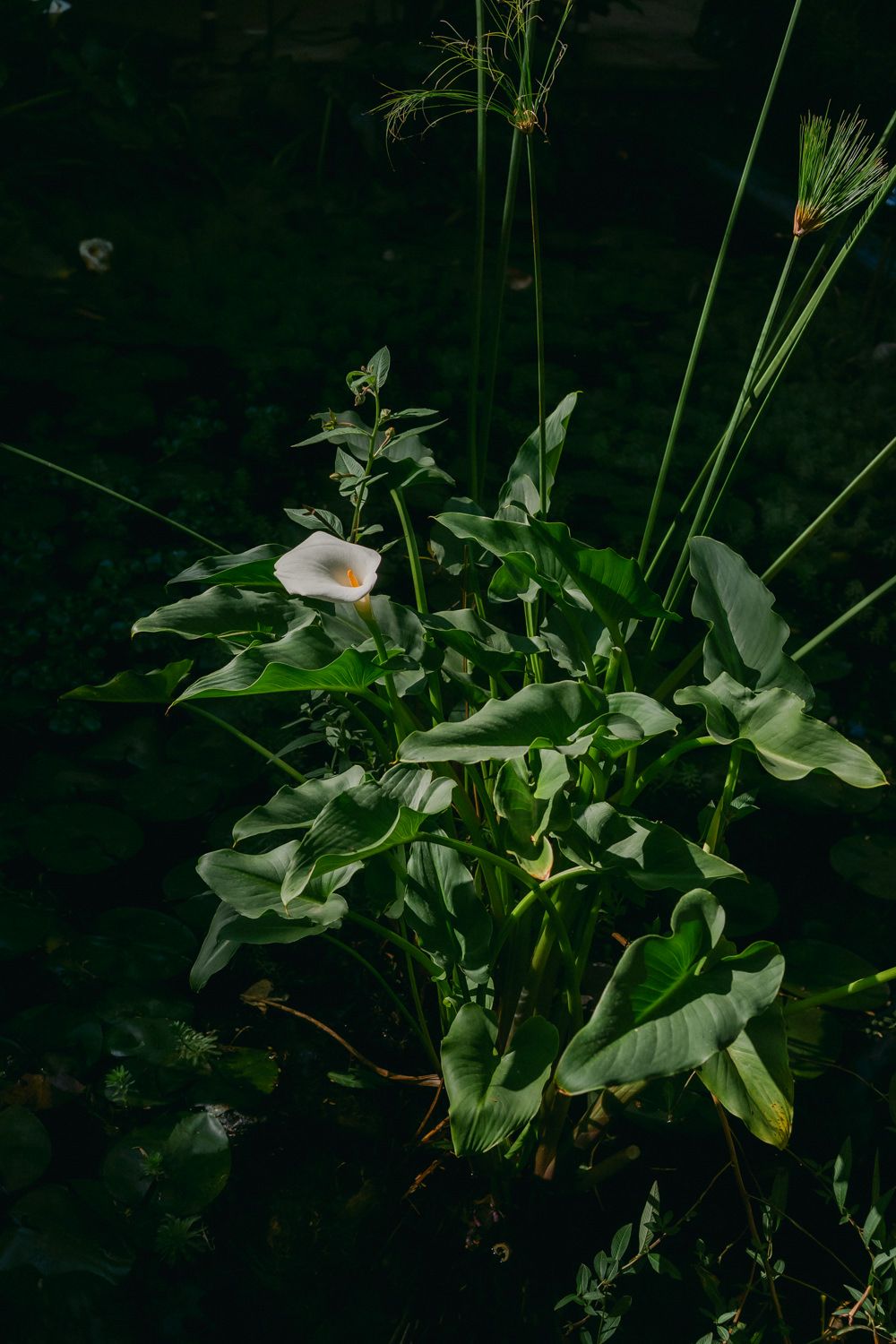 A lush green plant with broad leaves emerges from a dark background in dramatic natural lighting.