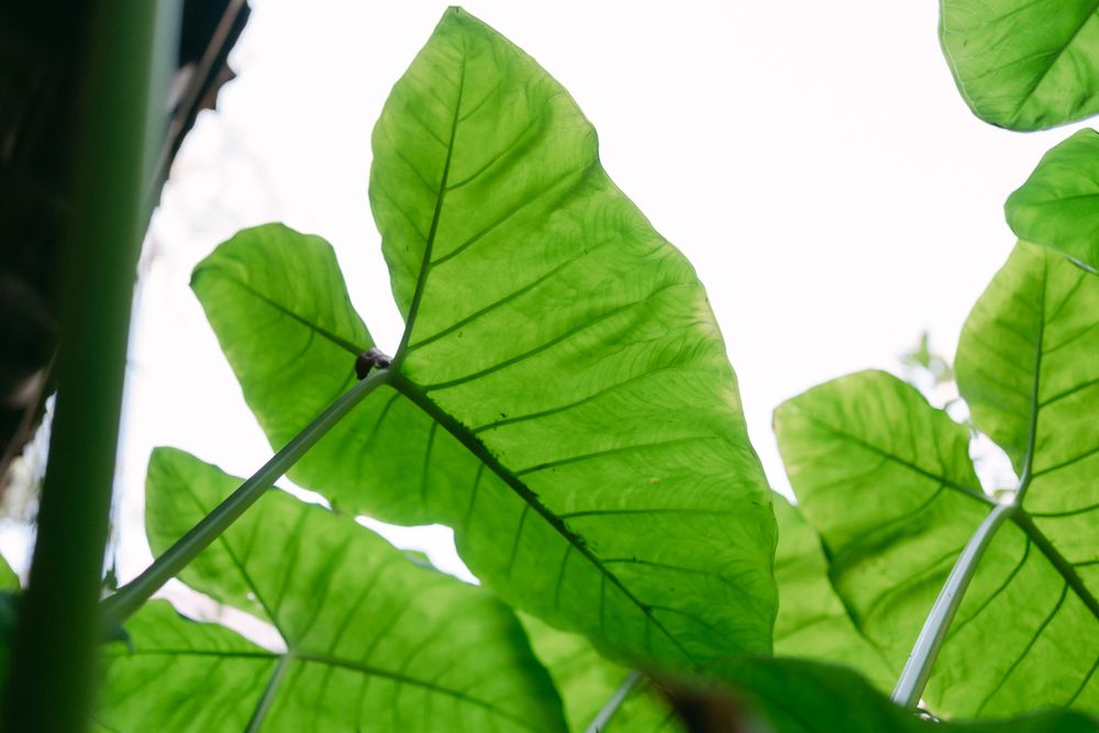 Bright green elephant ear plant leaves spread out against a white background, showcasing their large tropical foliage.