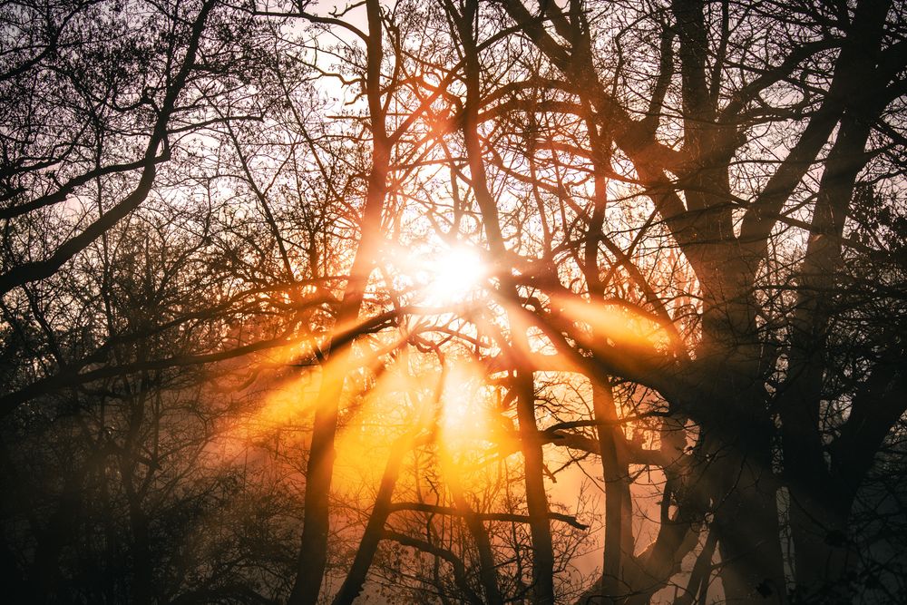 Sunlight bursts through silhouetted bare tree branches in a winter forest during golden hour sunset.
