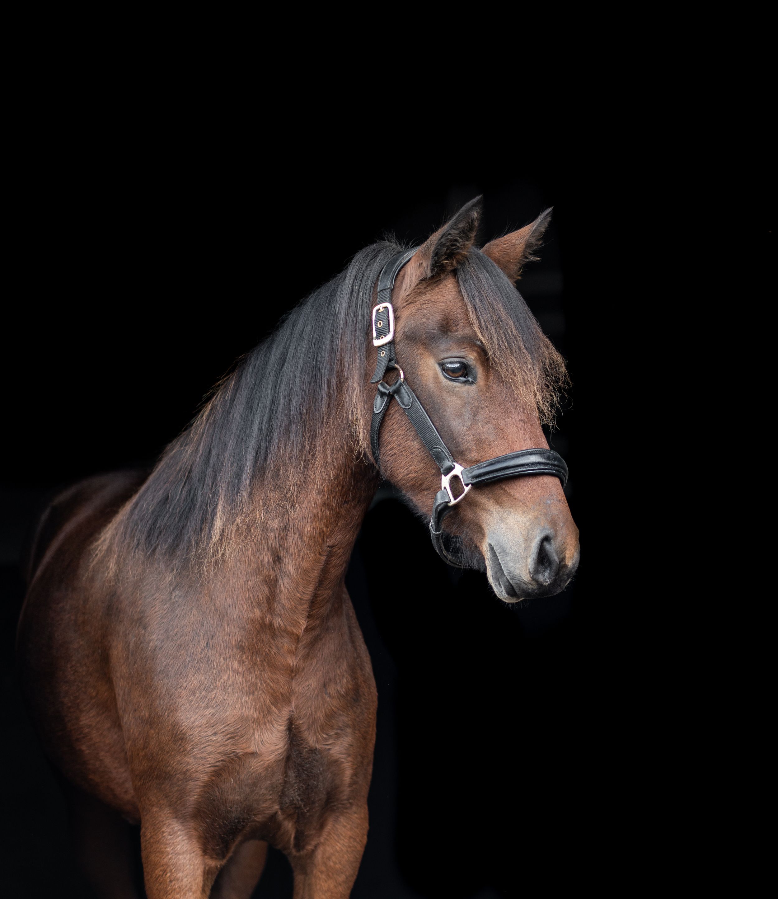 A woman in denim jacket shares an affectionate moment with a brown horse against a dark background.