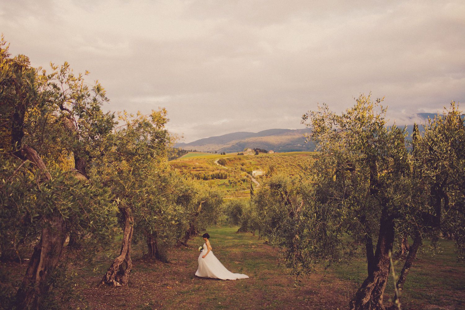 bride walking through olive trees in typical landscape in Tuscany