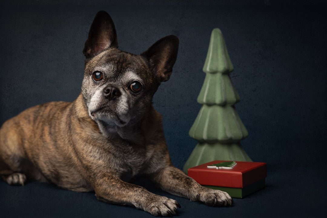 Fineart kerst portret, donkere achtergrond