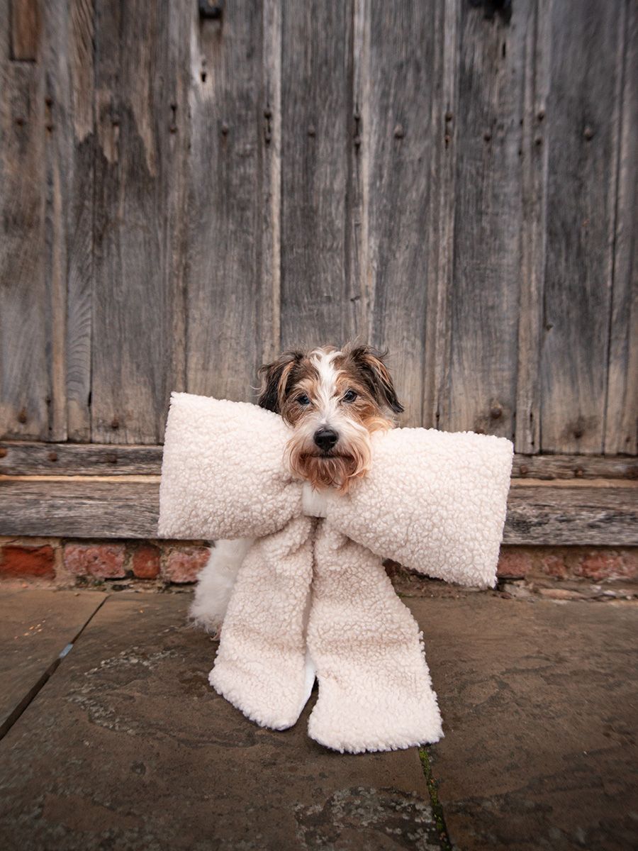 Benji the Jack Russell Terrier in Lavenham, Suffolk for his photo session taken by All Scene Images. Pet Photographer/ Dog Photographer.