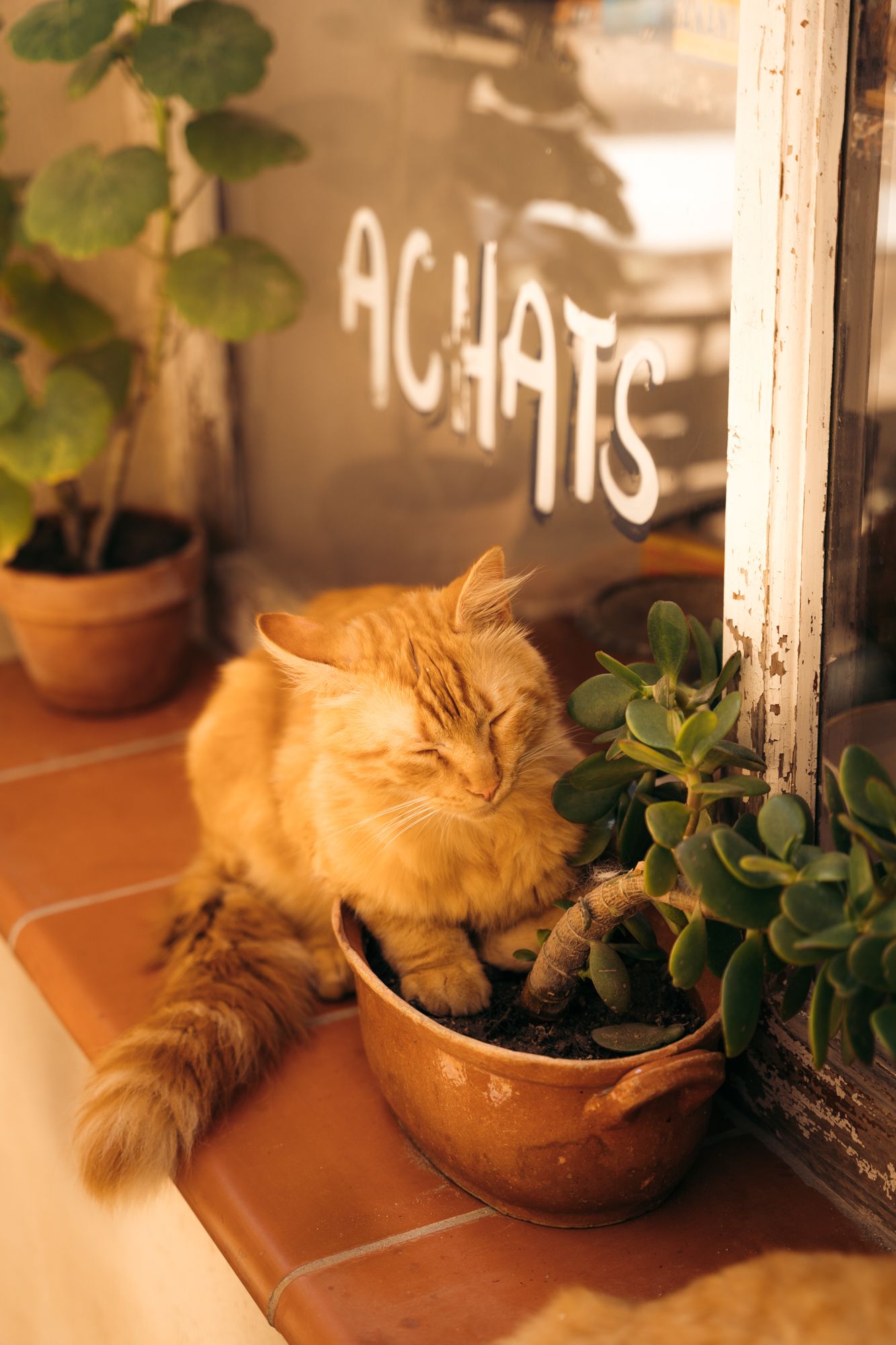 chat dans un pot de fleur à bonifacio