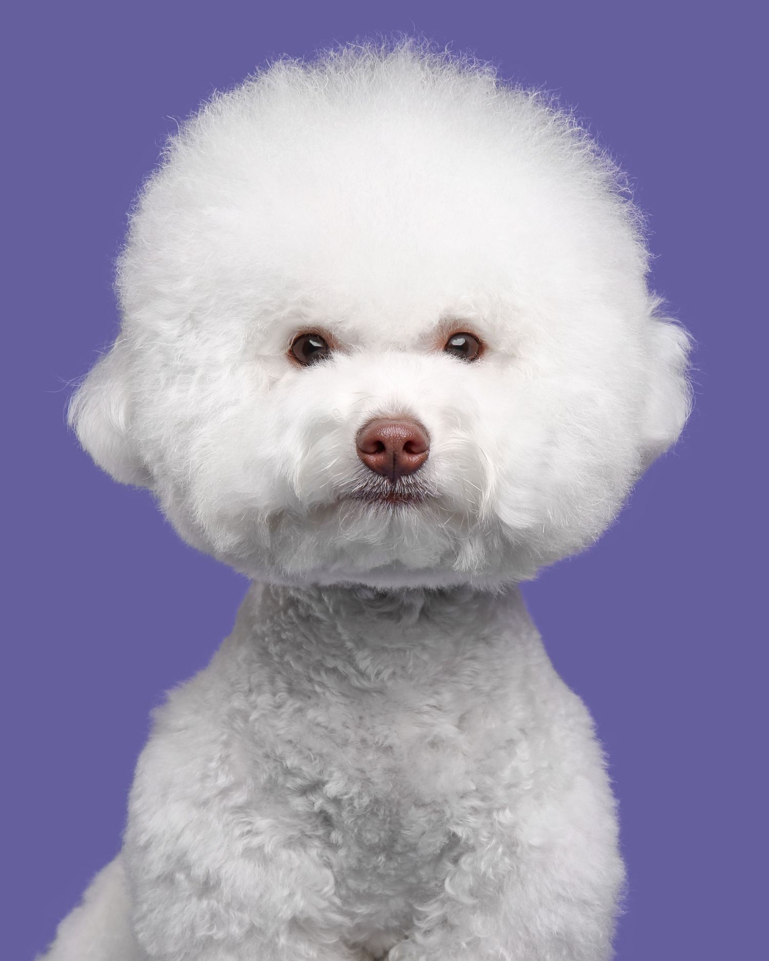 A fluffy white Bichon Frise dog with a round face and dark eyes shown in a series of close-up portraits against a purple background.
