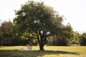 Peaceful outdoor scene with blanket laid out under large shady tree in grassy field during golden hour.