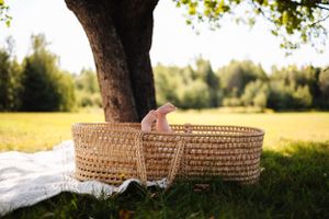 Large tree branches stretching over grassy field with picnic setup underneath.
