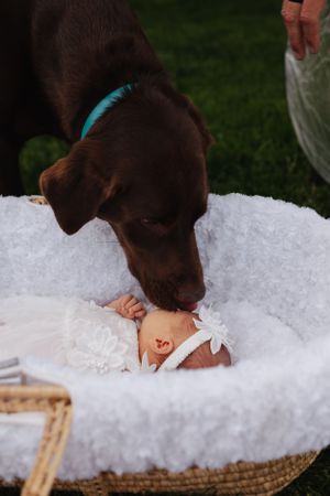 Brown dog gently interacting with baby on white blanket outdoors.